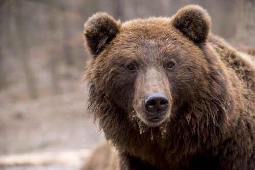 big brown bear